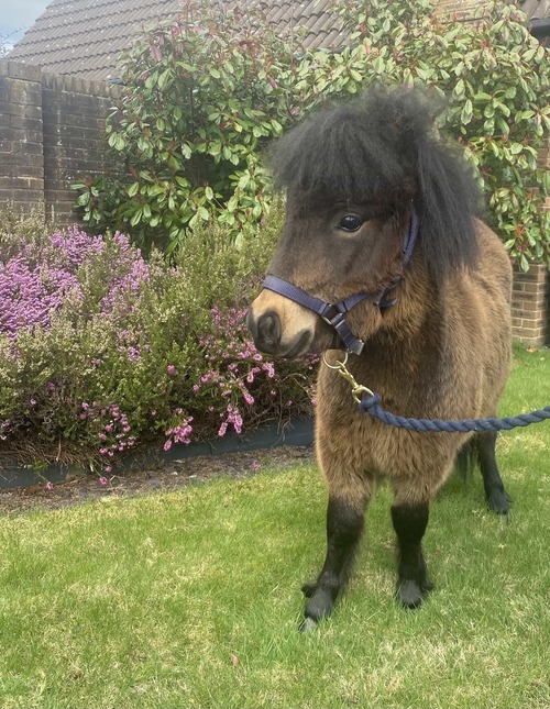 Haggis the Pony