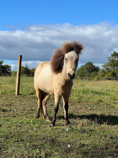 Willow the Pony